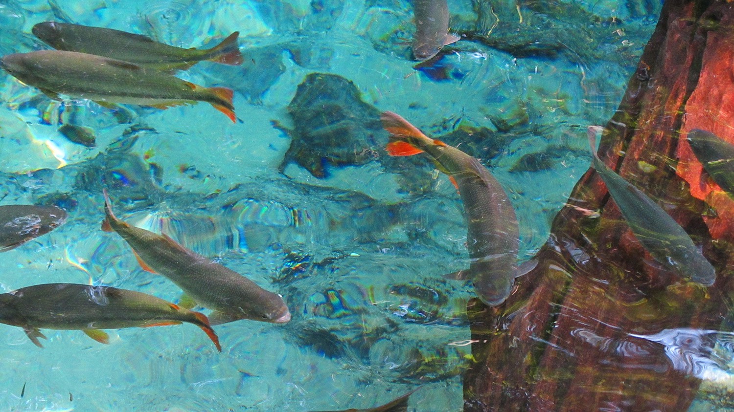 Beautiful fishes in crystal clear water